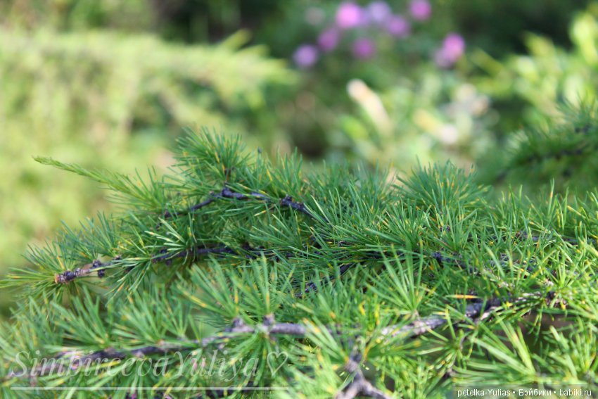 Куда уезжают куклы.Чукотка.Часть 3 (фото 5)