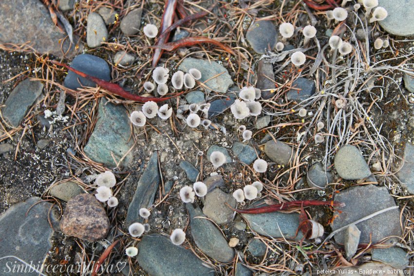 Куда уезжают куклы.Чукотка.Часть 3 (фото 6)