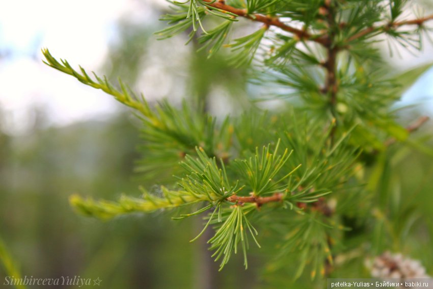 Куда уезжают куклы.Чукотка.Часть 3 (фото 9)