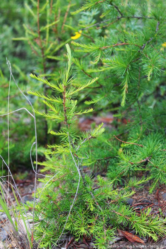 Куда уезжают куклы.Чукотка.Часть 3 (фото 8)