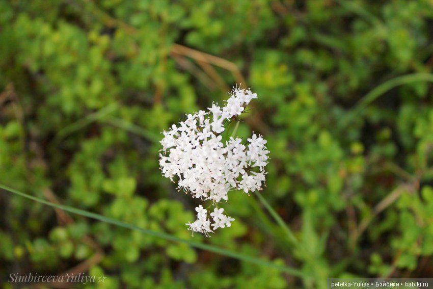 Куда уезжают куклы.Чукотка.Часть 3
