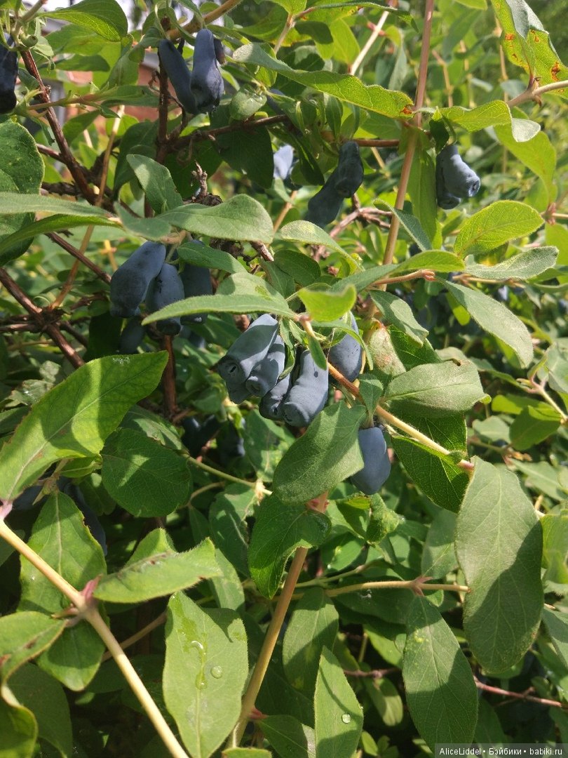 Приключения Марианны где-то в Омской области, или Стране Чудес (фото 10)