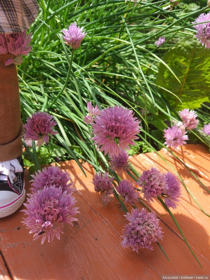 Приключения Марианны где-то в Омской области, или Стране Чудес