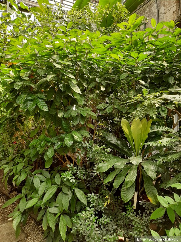 Фондовая оранжерея Главного ботанического сада им. Н. В. Цицина РАН (Московские тропики) и Фрекен Снорк (фото 4)