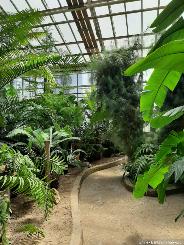 Фондовая оранжерея Главного ботанического сада им. Н. В. Цицина РАН (Московские тропики) и Фрекен Снорк (фото 10)