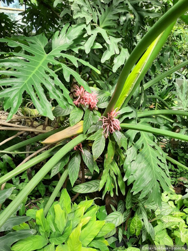 Фондовая оранжерея Главного ботанического сада им. Н. В. Цицина РАН (Московские тропики) и Фрекен Снорк