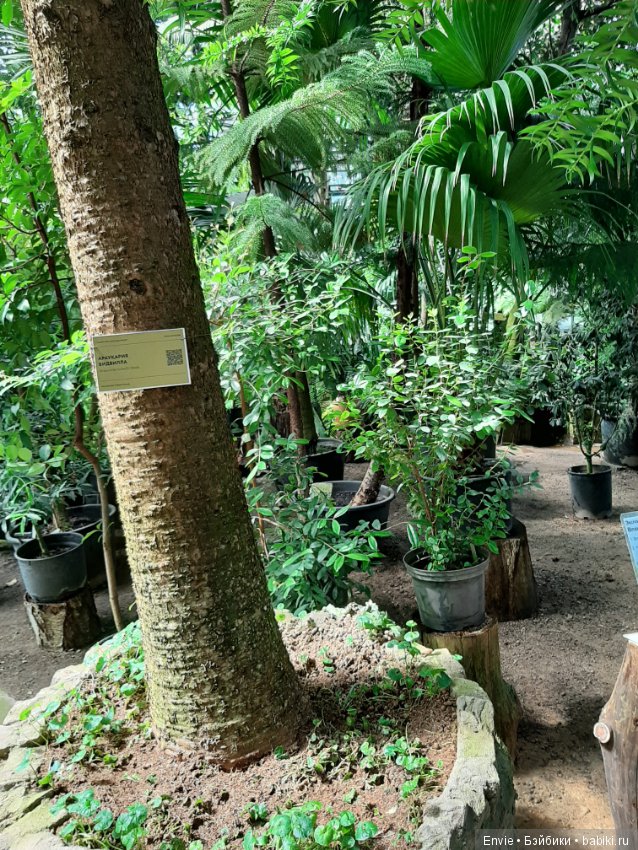 Фондовая оранжерея Главного ботанического сада им. Н. В. Цицина РАН (Московские тропики) и Фрекен Снорк