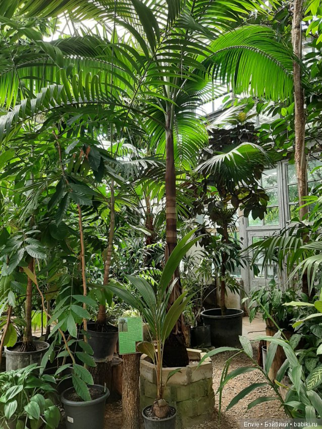 Фондовая оранжерея Главного ботанического сада им. Н. В. Цицина РАН (Московские тропики) и Фрекен Снорк (фото 2)