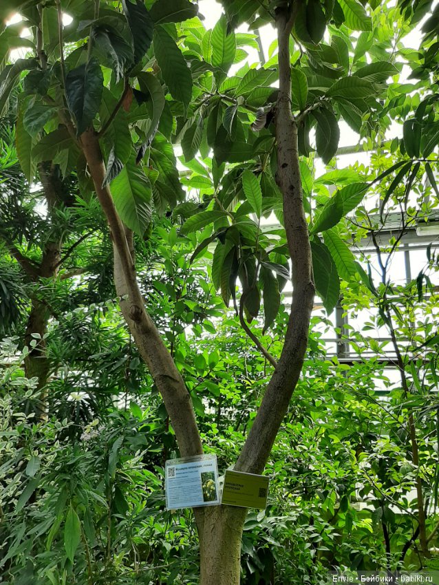 Фондовая оранжерея Главного ботанического сада им. Н. В. Цицина РАН (Московские тропики) и Фрекен Снорк (фото 8)
