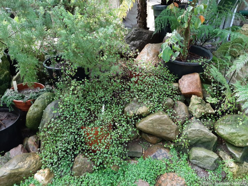 Фондовая оранжерея Главного ботанического сада им. Н. В. Цицина РАН (Московские тропики) и Фрекен Снорк