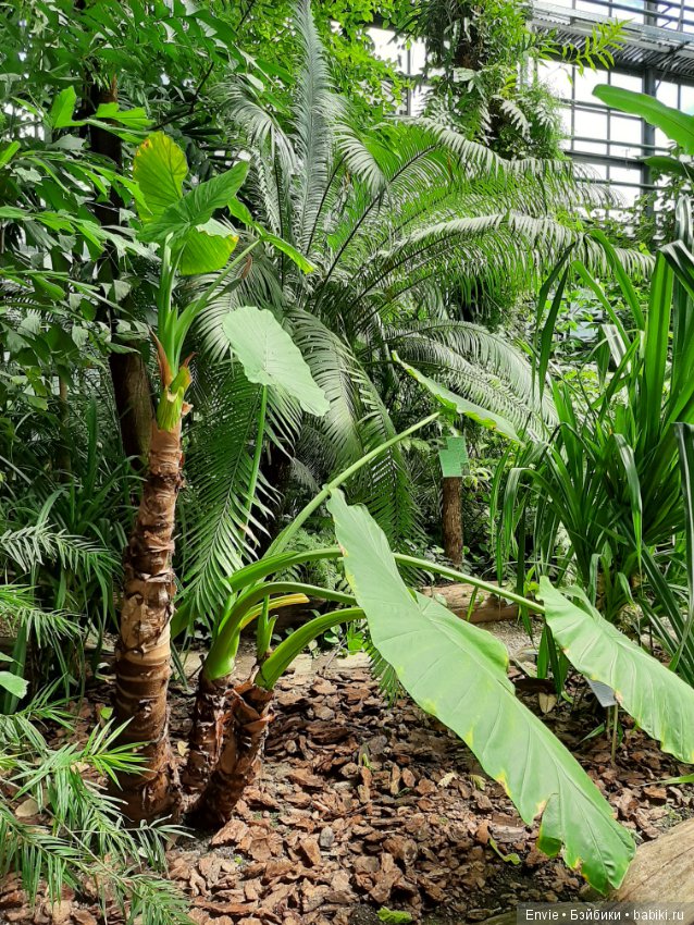 Фондовая оранжерея Главного ботанического сада им. Н. В. Цицина РАН (Московские тропики) и Фрекен Снорк