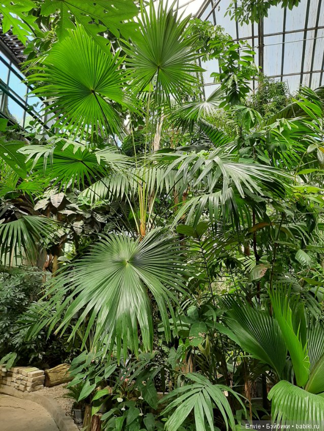Фондовая оранжерея Главного ботанического сада им. Н. В. Цицина РАН (Московские тропики) и Фрекен Снорк (фото 5)