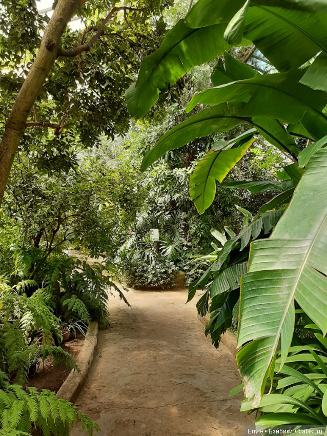 Фондовая оранжерея Главного ботанического сада им. Н. В. Цицина РАН (Московские тропики) и Фрекен Снорк