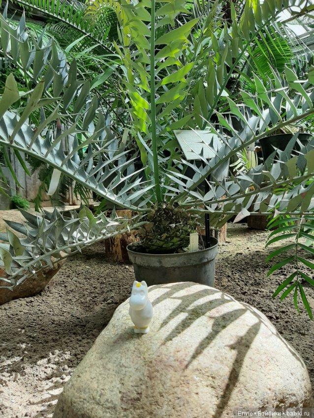 Фондовая оранжерея Главного ботанического сада им. Н. В. Цицина РАН (Московские тропики) и Фрекен Снорк (фото 6)