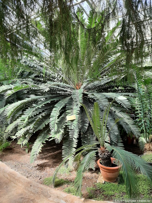 Фондовая оранжерея Главного ботанического сада им. Н. В. Цицина РАН (Московские тропики) и Фрекен Снорк