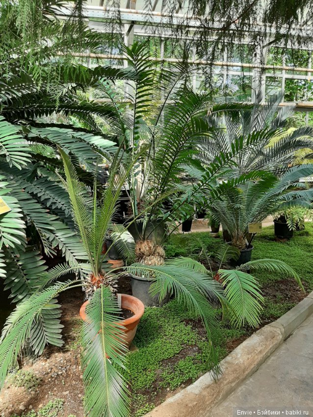 Фондовая оранжерея Главного ботанического сада им. Н. В. Цицина РАН (Московские тропики) и Фрекен Снорк