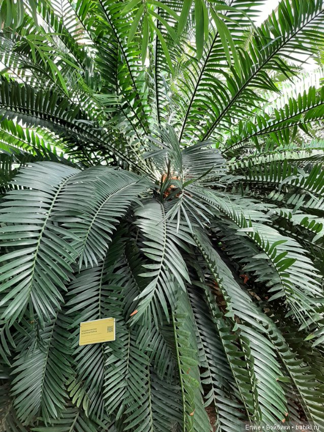 Фондовая оранжерея Главного ботанического сада им. Н. В. Цицина РАН (Московские тропики) и Фрекен Снорк (фото 7)