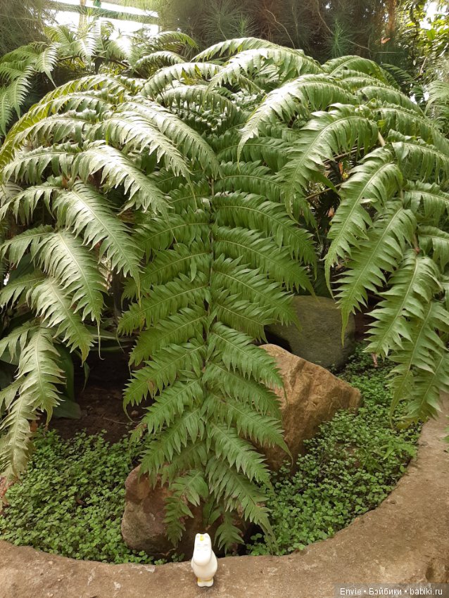 Фондовая оранжерея Главного ботанического сада им. Н. В. Цицина РАН (Московские тропики) и Фрекен Снорк (фото 9)