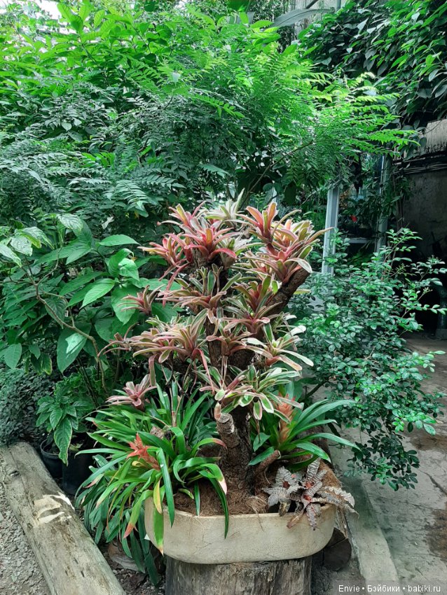 Фондовая оранжерея Главного ботанического сада им. Н. В. Цицина РАН (Московские тропики) и Фрекен Снорк (фото 3)