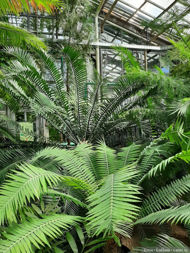 Фондовая оранжерея Главного ботанического сада им. Н. В. Цицина РАН (Московские тропики) и Фрекен Снорк