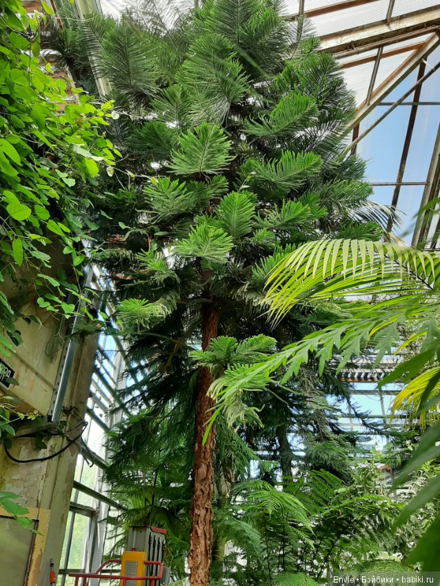 Фондовая оранжерея Главного ботанического сада им. Н. В. Цицина РАН (Московские тропики) и Фрекен Снорк