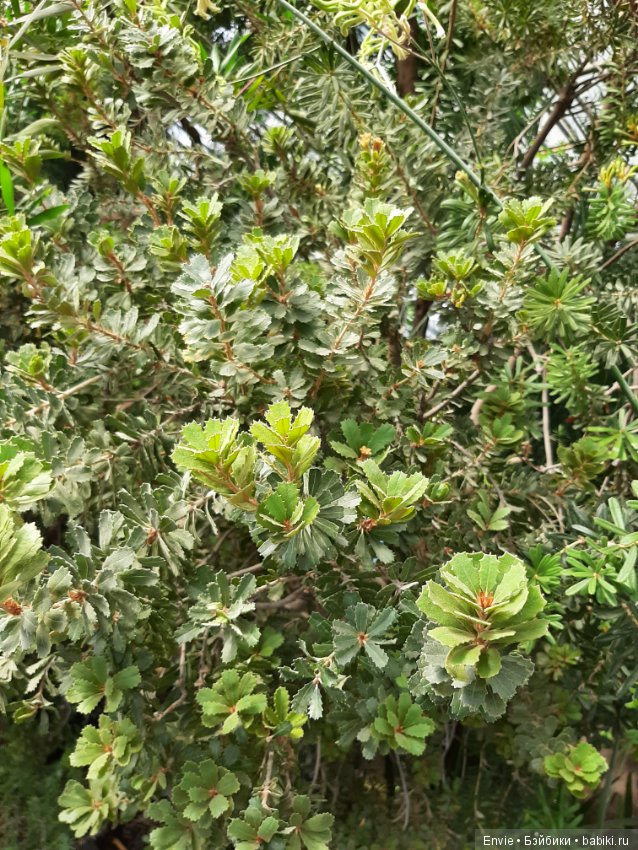 Фондовая оранжерея Главного ботанического сада им. Н. В. Цицина РАН (Московские тропики) и Фрекен Снорк