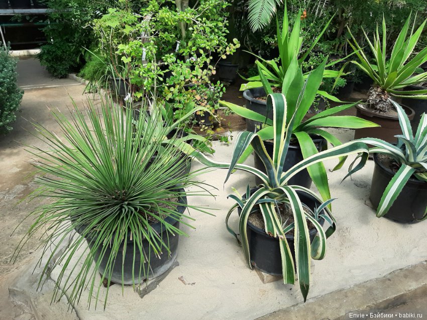 Фондовая оранжерея Главного ботанического сада им. Н. В. Цицина РАН (Московские тропики) и Фрекен Снорк