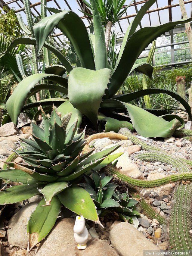 Фондовая оранжерея Главного ботанического сада им. Н. В. Цицина РАН (Московские тропики) и Фрекен Снорк