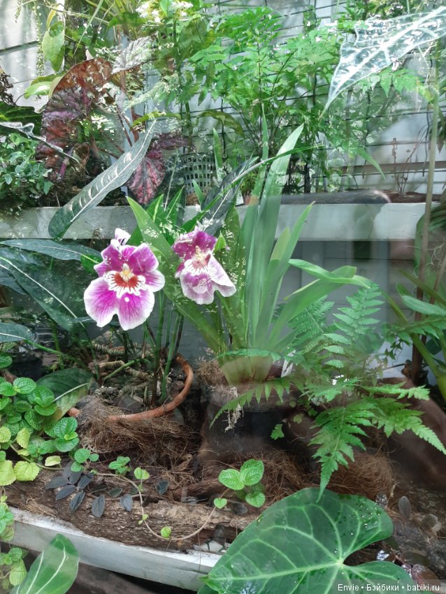 Фондовая оранжерея Главного ботанического сада им. Н. В. Цицина РАН (Московские тропики) и Фрекен Снорк