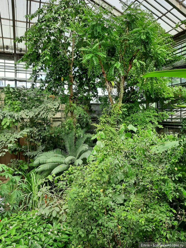 Фондовая оранжерея Главного ботанического сада им. Н. В. Цицина РАН (Московские тропики) и Фрекен Снорк
