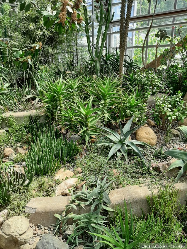 Фондовая оранжерея Главного ботанического сада им. Н. В. Цицина РАН (Московские тропики) и Фрекен Снорк