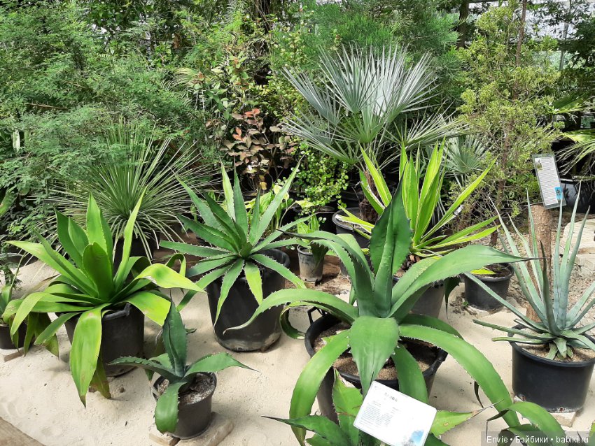 Фондовая оранжерея Главного ботанического сада им. Н. В. Цицина РАН (Московские тропики) и Фрекен Снорк