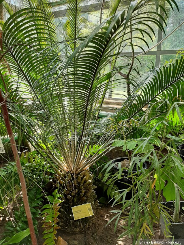 Фондовая оранжерея Главного ботанического сада им. Н. В. Цицина РАН (Московские тропики) и Фрекен Снорк