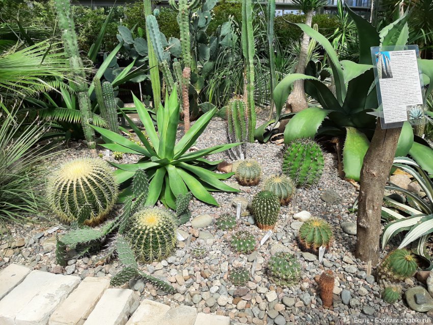 Фондовая оранжерея Главного ботанического сада им. Н. В. Цицина РАН (Московские тропики) и Фрекен Снорк