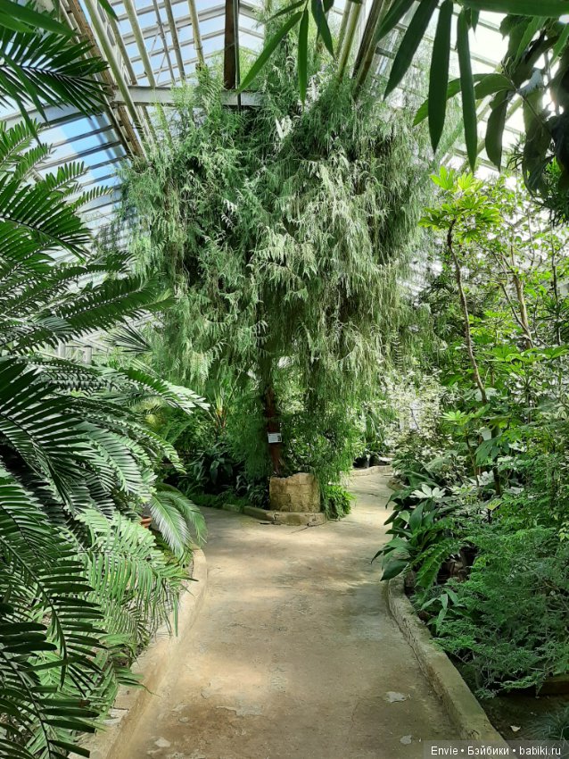 Фондовая оранжерея Главного ботанического сада им. Н. В. Цицина РАН (Московские тропики) и Фрекен Снорк