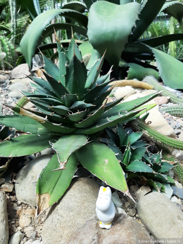 Фондовая оранжерея Главного ботанического сада им. Н. В. Цицина РАН (Московские тропики) и Фрекен Снорк