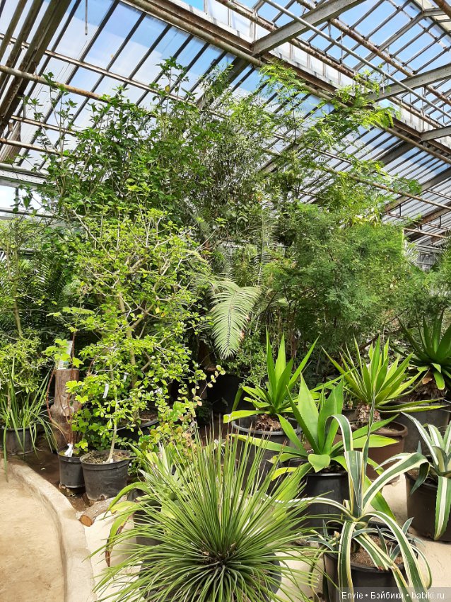 Фондовая оранжерея Главного ботанического сада им. Н. В. Цицина РАН (Московские тропики) и Фрекен Снорк