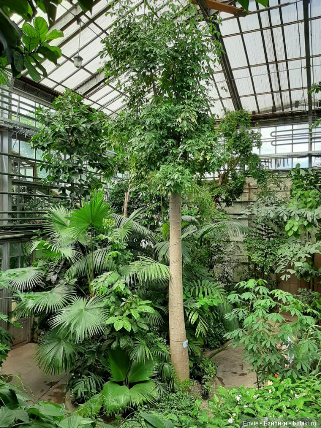Фондовая оранжерея Главного ботанического сада им. Н. В. Цицина РАН (Московские тропики) и Фрекен Снорк