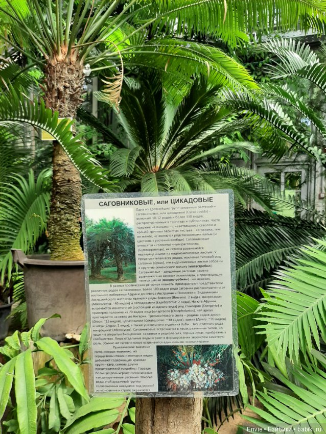 Фондовая оранжерея Главного ботанического сада им. Н. В. Цицина РАН (Московские тропики) и Фрекен Снорк