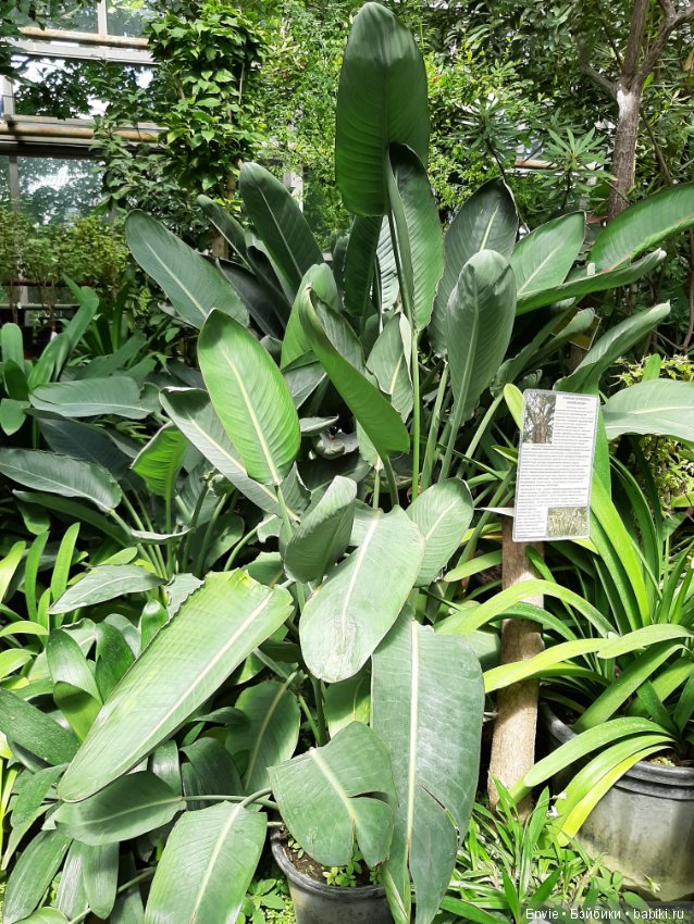 Фондовая оранжерея Главного ботанического сада им. Н. В. Цицина РАН (Московские тропики) и Фрекен Снорк