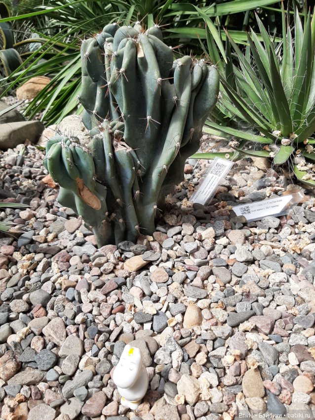 Фондовая оранжерея Главного ботанического сада им. Н. В. Цицина РАН (Московские тропики) и Фрекен Снорк