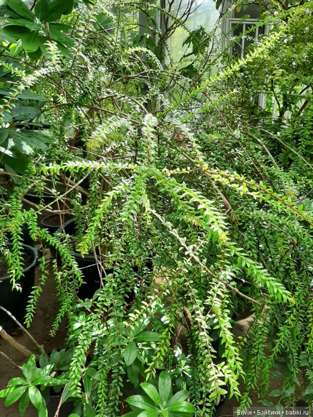 Фондовая оранжерея Главного ботанического сада им. Н. В. Цицина РАН (Московские тропики) и Фрекен Снорк
