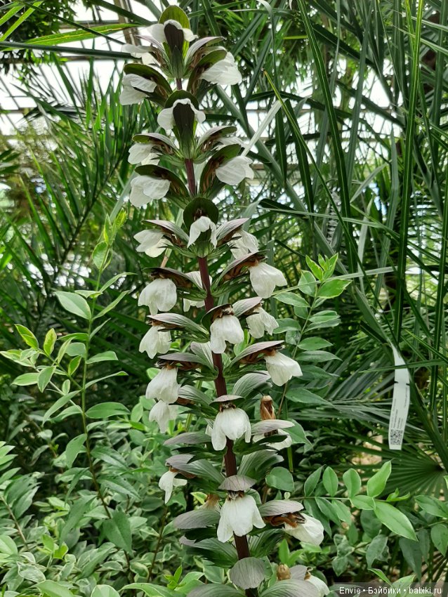 Фондовая оранжерея Главного ботанического сада им. Н. В. Цицина РАН (Московские тропики) и Фрекен Снорк