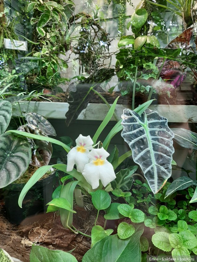 Фондовая оранжерея Главного ботанического сада им. Н. В. Цицина РАН (Московские тропики) и Фрекен Снорк