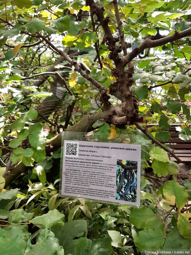 Фондовая оранжерея Главного ботанического сада им. Н. В. Цицина РАН (Московские тропики) и Фрекен Снорк