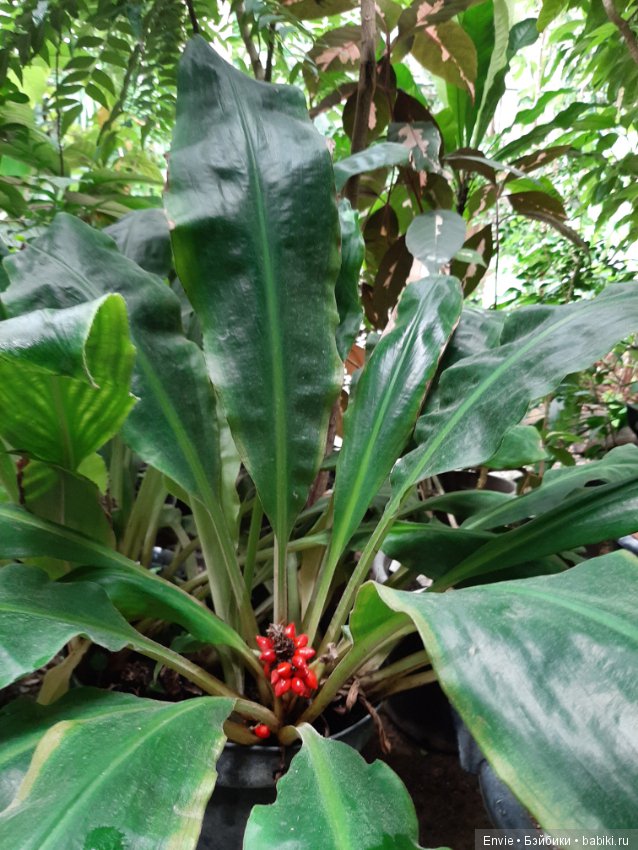 Фондовая оранжерея Главного ботанического сада им. Н. В. Цицина РАН (Московские тропики) и Фрекен Снорк