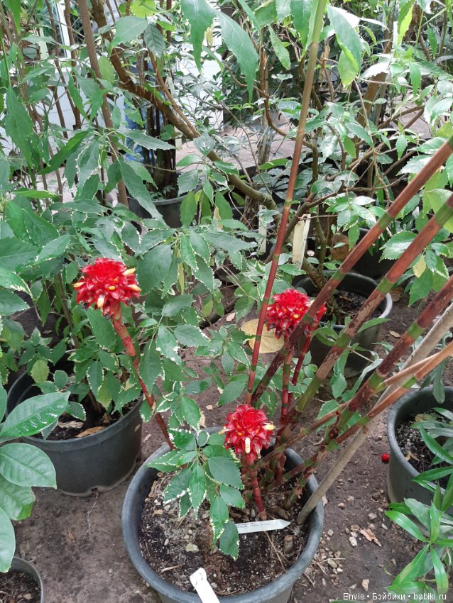 Фондовая оранжерея Главного ботанического сада им. Н. В. Цицина РАН (Московские тропики) и Фрекен Снорк