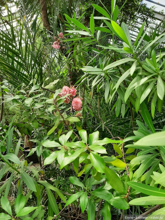 Фондовая оранжерея Главного ботанического сада им. Н. В. Цицина РАН (Московские тропики) и Фрекен Снорк