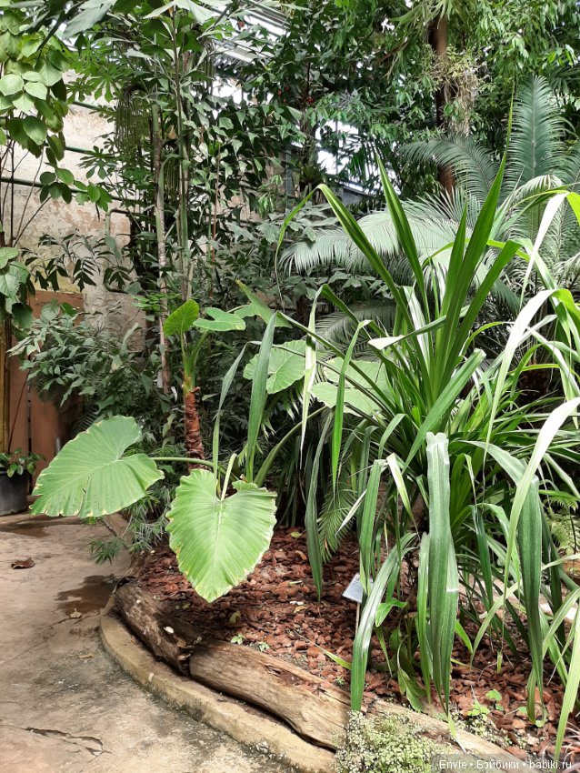 Фондовая оранжерея Главного ботанического сада им. Н. В. Цицина РАН (Московские тропики) и Фрекен Снорк