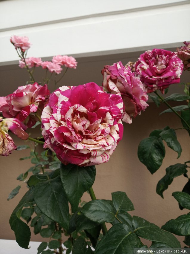 Отпуск. Море. Счастье — Болталка и разговоры обо всем: жизнь